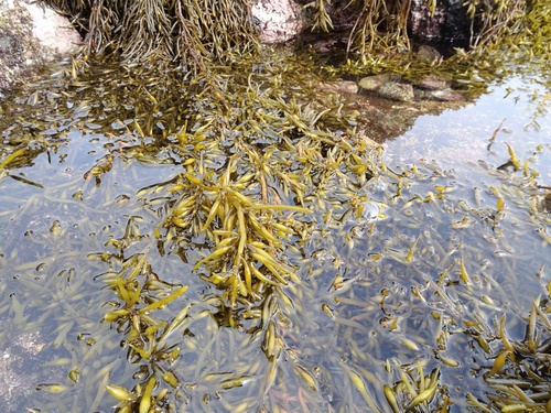 Sargassum observed 2026-05-08