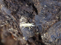 Pogonognathellus elongatus