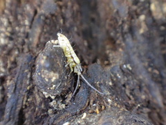 Pogonognathellus elongatus