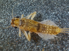 Leptophlebia