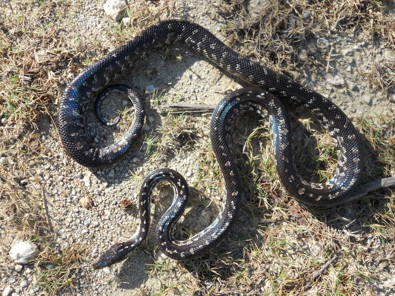 Bahamian Boa