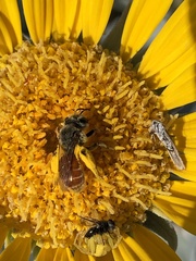 Andrena balsamorhizae