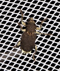 Aesiotes leucurus