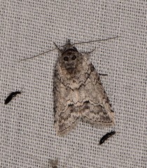 Nycteola polycyma