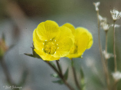 Geum rossii
