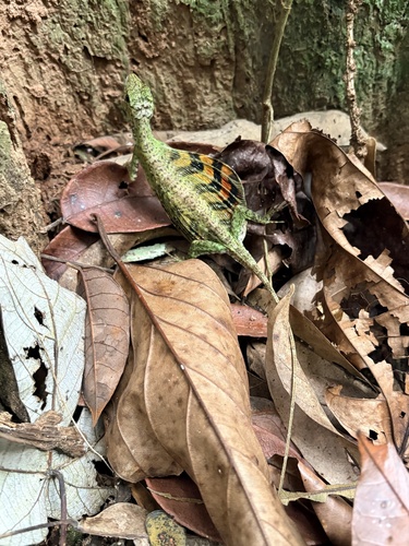 Draco quinquefasciatus, 2026-05-09