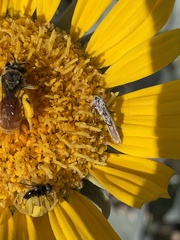 Andrena balsamorhizae