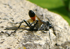 Podalonia tydei suspiciosa