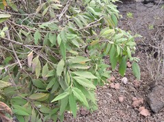 Varronia leucophlyctis