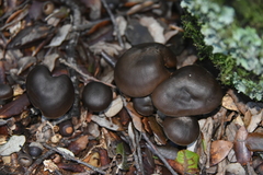 Lyophyllum fumosum