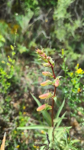 Digitalis obscura (Digitalis obscura)