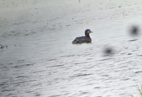 Red-necked Grebe