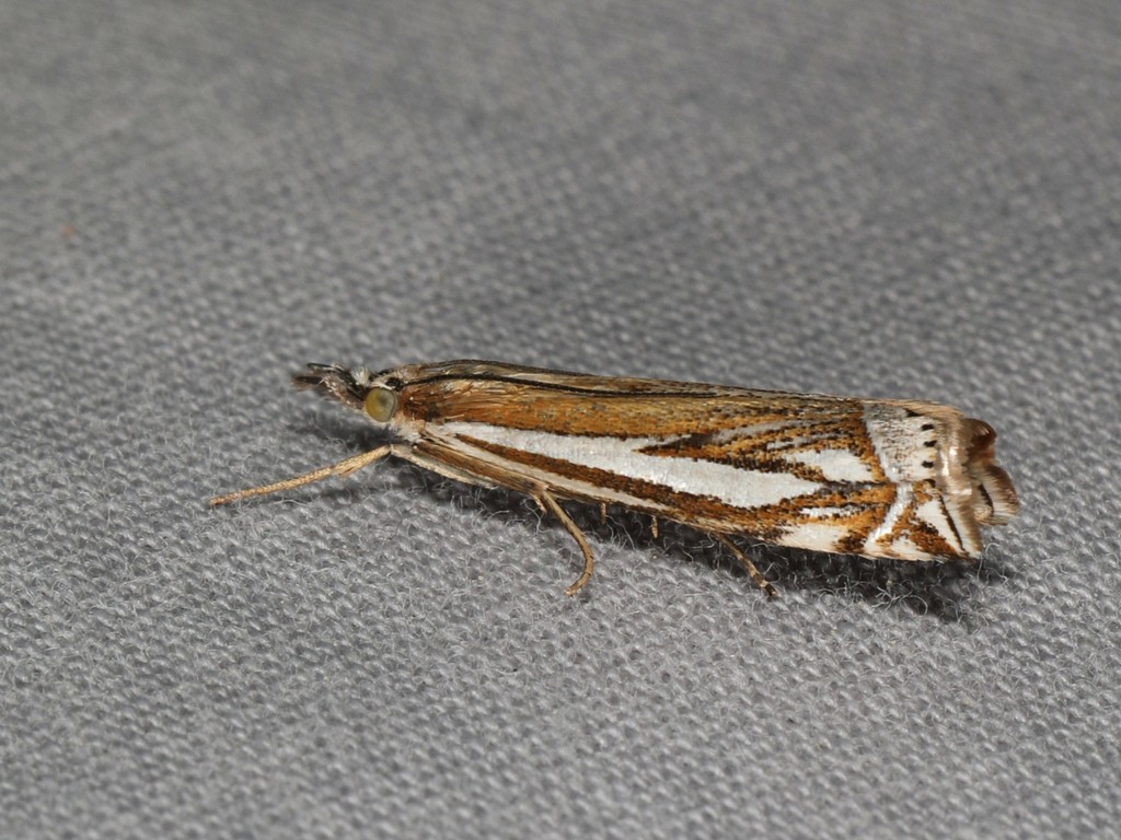 Whitmer's Grass-veneer