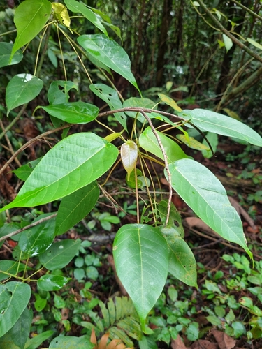 Macaranga conifera observed 2026-05-09