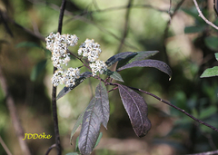 Dendrophorbium peregrinum