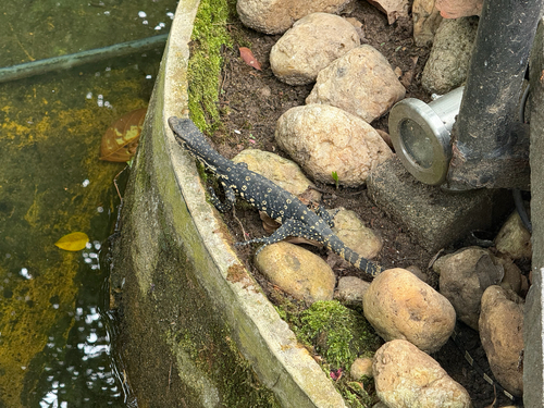 Sri Lankan Water Monitor