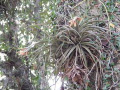 Tillandsia didisticha