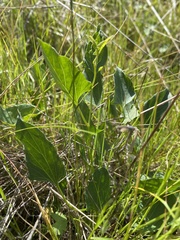 Calystegia subacaulis episcopalis