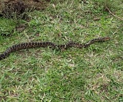 Chilabothrus striatus