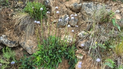 Globularia vulgaris