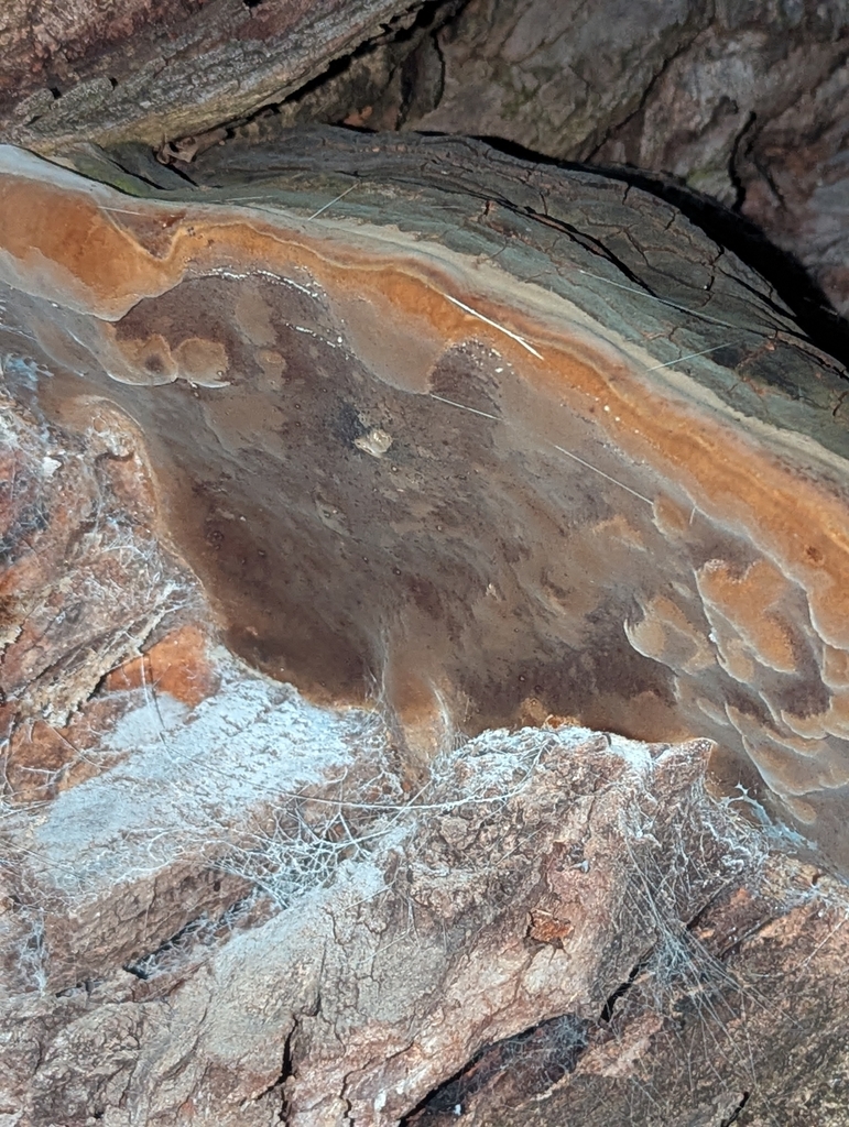 Phellinus setulosus