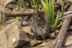 Astrophytum capricorne