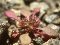 Chorizanthe aphanantha