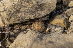 Mammillaria carretii