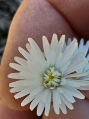 Lampranthus falcatus