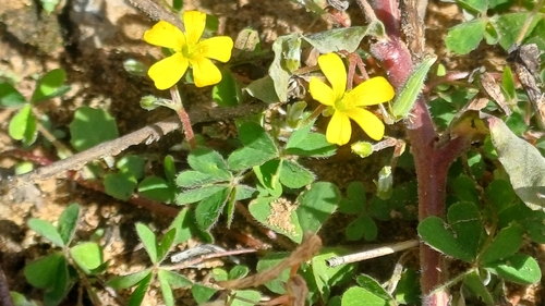 Creeping Woodsorrel