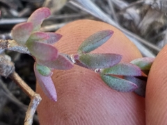 Lampranthus falcatus