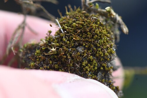 Weissia brachycarpa observed 2026-04-27
