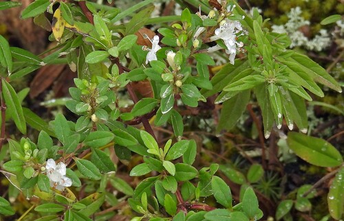 Clinopodium bolivianum, photograph 2