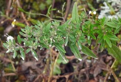 author not stated, no rights reserved Clinopodium bolivianum, photograph author not stated, no rights reserved