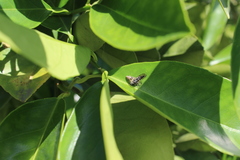 Colonus hesperus