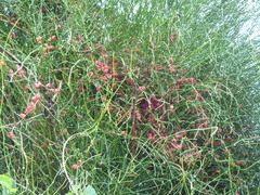 Ephedra tweedieana