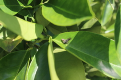 Colonus hesperus