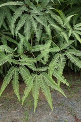 Dicranopteris curranii