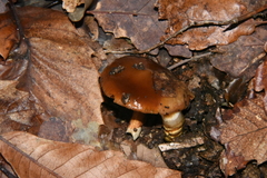 Tricholoma ustale
