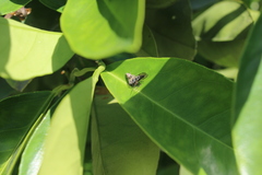 Colonus hesperus