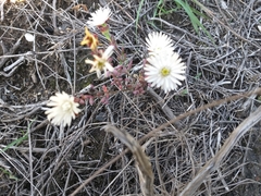 Lampranthus falcatus
