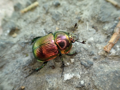Phelotrupes auratus auratus
