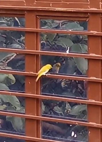 Indian White-eye