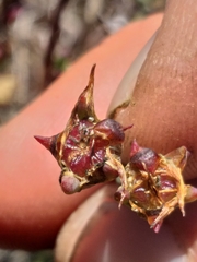 Lampranthus falcatus