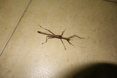 Paraloxopsis tuberculata