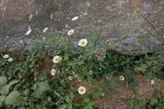 Erigeron karvinskianus image