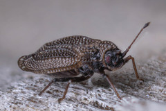Acalypta parvula