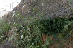 Erigeron karvinskianus image