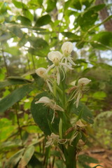 Habenaria quinqueseta