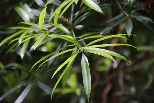Podocarpus nakaii observed 2026-05-08